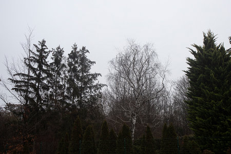 Photograph of pine trees in a forest in Vienna, Austria mountains, trees and woodsの写真素材
