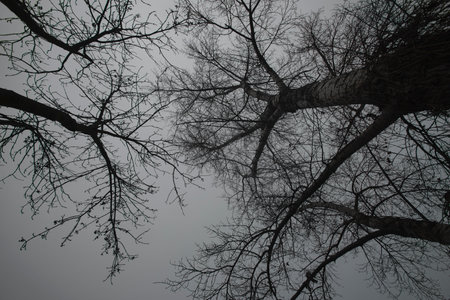 Detail of tree branches in black and white in Vienna, Austriaの写真素材