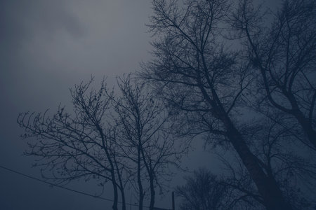 Detail of tree branches in Vienna, Austria in blue colorの写真素材