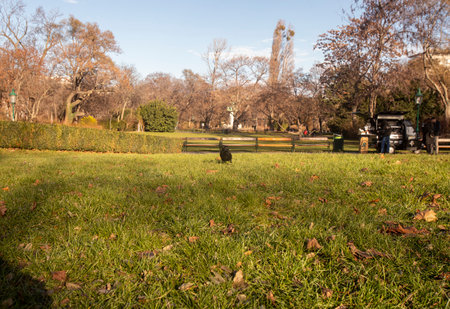 <p>Black raven walking through the grass in a park in Vienna, Austria on a sunny day</p><p><br></p><p><br></p>の写真素材