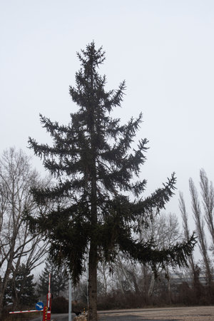 Photograph of pine trees in a forest in Vienna, Austria mountains, trees and woodsの写真素材