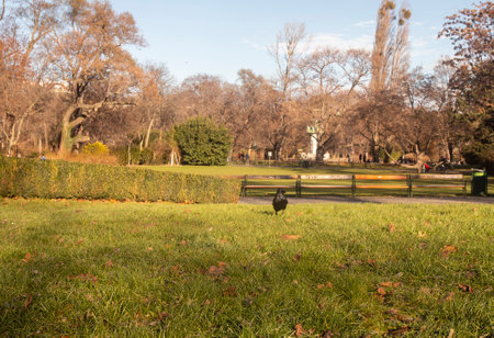 <p>Black raven walking through the grass in a park in Vienna, Austria on a sunny day</p><p><br></p><p><br></p>の写真素材