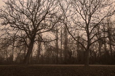 <p>Photograph of trees in a forest in Vienna, Austria mountains, trees and woods</p><p><br></p><p><br></p>の写真素材