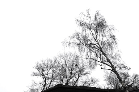 Photograph of trees in a forest in Vienna, Austria mountains, trees and woodsの写真素材