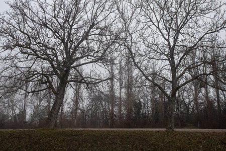<p>Photograph of trees in a forest in Vienna, Austria mountains, trees and woods</p>の写真素材