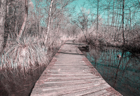 Photograph of the kralingse Plas lake surrounded by nature and a wooden path during a sunny day and a duck swimmingの写真素材