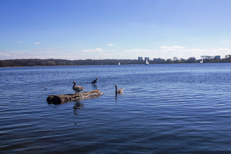 Photograph of the kralingse Plas views of nature and city. detail of the ducks swimming in the lake and a duck on a trunkの写真素材