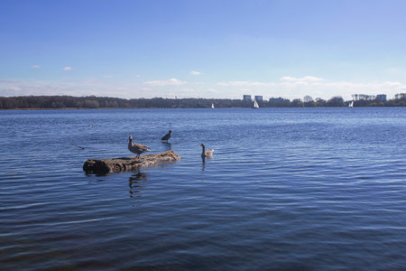 Photograph of the kralingse Plas views of nature and city. detail of the ducks swimming in the lake and a duck on a trunkの写真素材