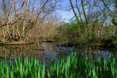 Photograph of the kralingse Plas lake surrounded by nature during a sunny dayの写真素材
