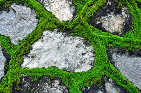 Stone wall with mossの写真素材