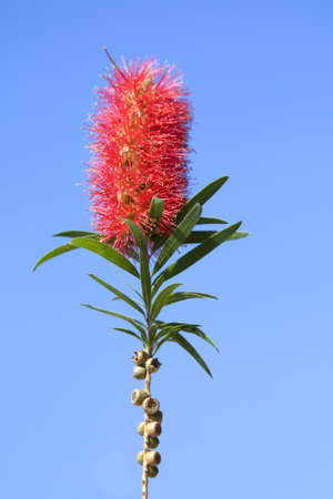 red flower on blue sky backgroundの写真素材
