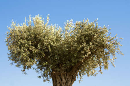 old olive tree on blue sky backgroundの写真素材