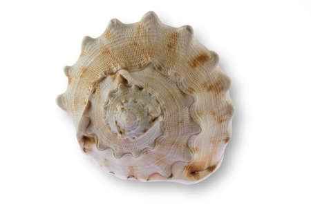 sea clam isolated on white backgroundの写真素材