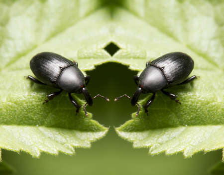 black bedbugs sitting on a leafの写真素材