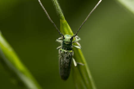 green bedbug with long antennas sitting on a plantの写真素材