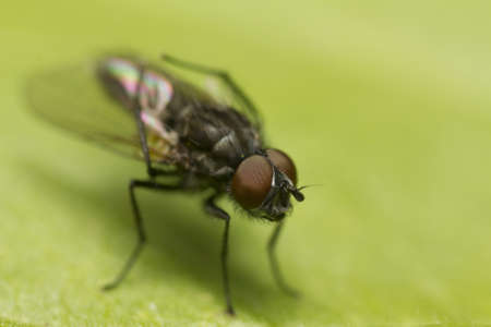 fly with big red eyes sitting on the leafの写真素材