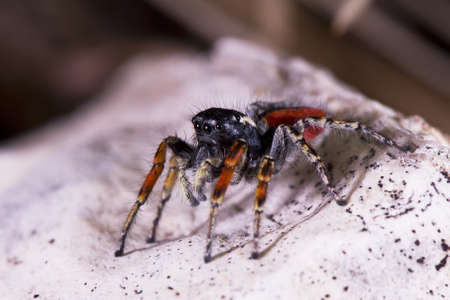 jumping spider with red legs sitting on a white rockの写真素材