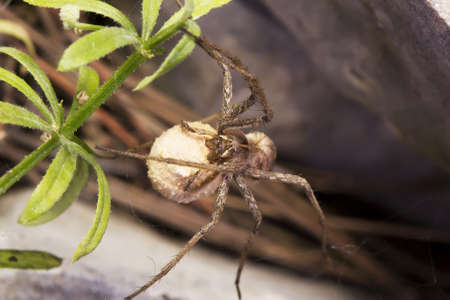 big white spider about to lay eggsの写真素材