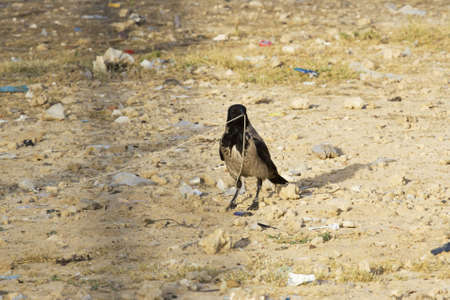 white raven with black wings holding a ropeの写真素材