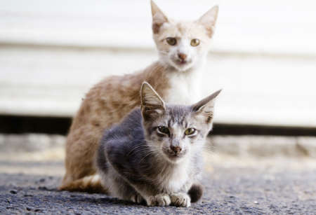 two small kittens sitting and looking at the cameraの写真素材