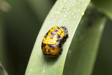 rolled in yellow caterpillarの写真素材