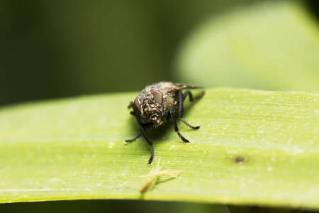fly with big red eyes sitting on a leafの写真素材
