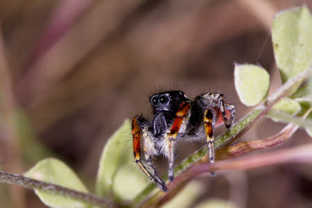 jumping spider with red legs looking at his prey away from the cameraの写真素材