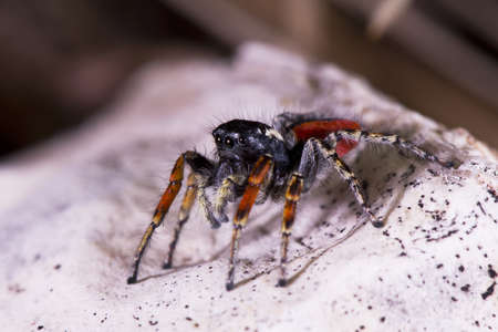 jumping spider with red legs sitting on a white rockの写真素材