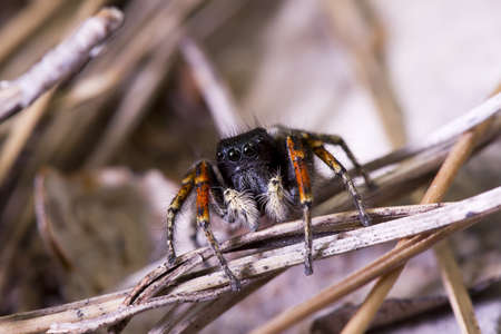 jumping spider with red legs and white hairy jawsの写真素材