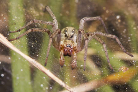 big brown spider sitting inside his webの写真素材