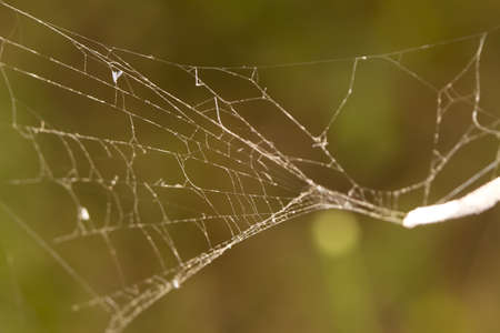 white spider web shining at sun raysの写真素材