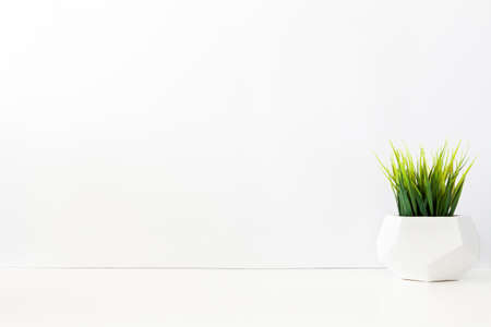 A single green plant against a blank white wall. Copy space. Grass in a geometric pot. An isolated object.の写真素材