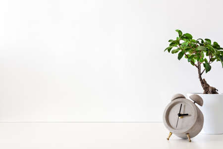 A single green plant against a blank white wall. Copy space. Bonsai in a pot. An isolated object. Concrete clock.の写真素材