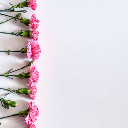 White blank background with pink carnations in a rowの写真素材