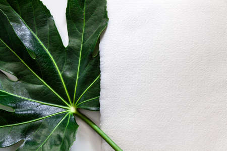 White blank handmade paper with green leafの写真素材