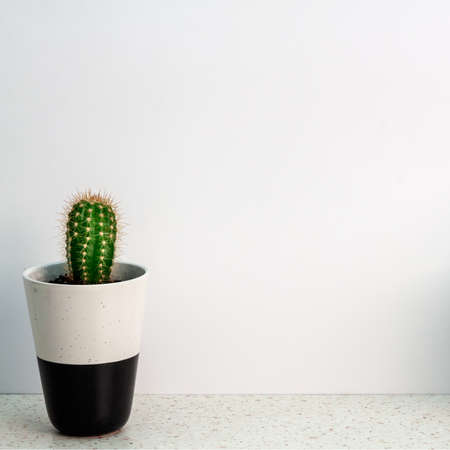 Terrazzo desk on white empty wall copy space background with isolated cactus in a potの写真素材