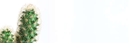 Panorama with cactus in a diy gray concrete pot on a white backgroundの写真素材