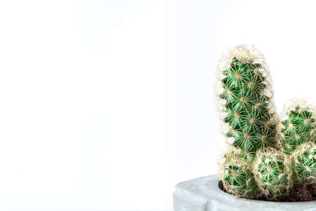 Cactus in a diy gray concrete pot on a white backgroundの写真素材