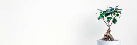 Empty wall with bonsai. Minimal composition. Copy space. A place for your text. Photo taken from the front. Home decorative plant. Panoramic real photoの写真素材