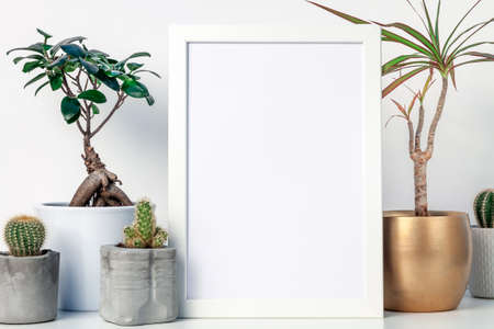 White shelf in the house with plants in pots and white frame mockup. Cacti, bonsai and yuka in a golden casing. Hipster decoration. A place for your text or graphicsの写真素材