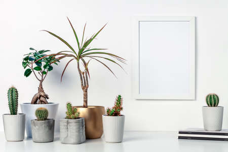 A desk by the white wall with lots of house plants, notebooks and a white mockup frame. A place for your text or graphics. Cacti, yuka and bonsai. Bright decoration with a golden elementの写真素材