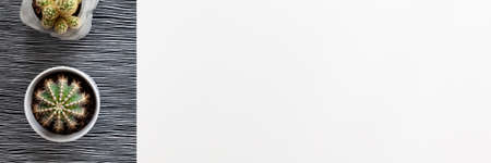 White blank background for text. Copy space. Cactuses in concrete DIY pots arranged in a row. Black and white paper with a pattern in lines. Panoramic top viewの写真素材