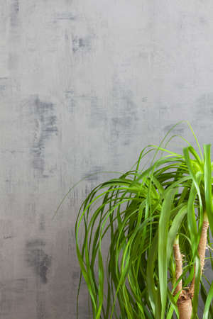Concrete gray wall with a plant. Copy space.の写真素材