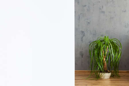 Gray concrete wall in an industrial living room. White copr space. Potted plant on the wooden floor.の写真素材
