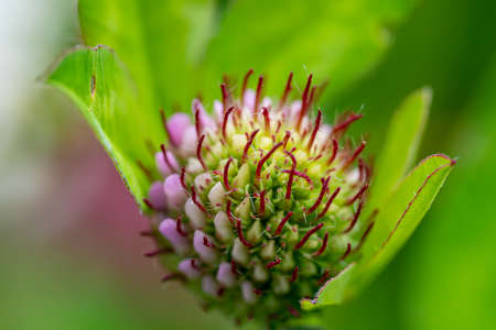 Macro photography of a clover flower. Alsace