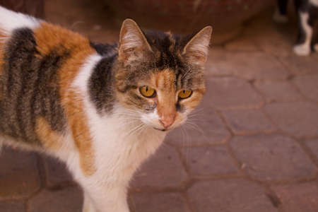 Beautiful cat in the streets of Marrakechの写真素材
