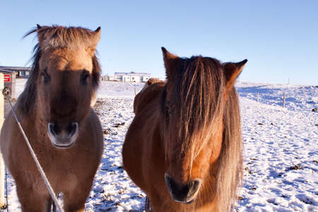 Portrait of two horses in a natural environment in Icelandの写真素材