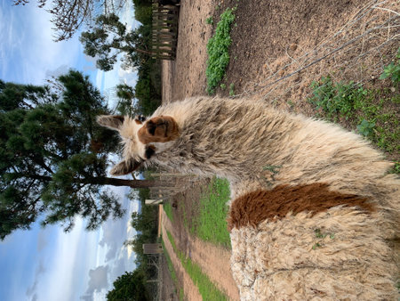 Alpacaのeditorial素材