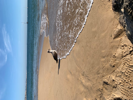 Aerial view of a seagull on the beach, Cascaisのeditorial素材