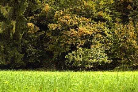 green rich vegetationの写真素材